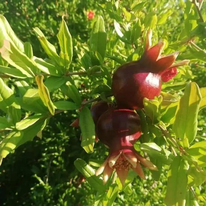 Olive Grove Cottage Skalani Knossós エクステリア 写真