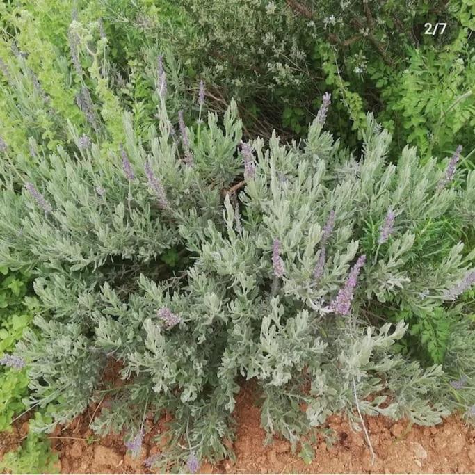 Olive Grove Cottage Skalani Knossós エクステリア 写真