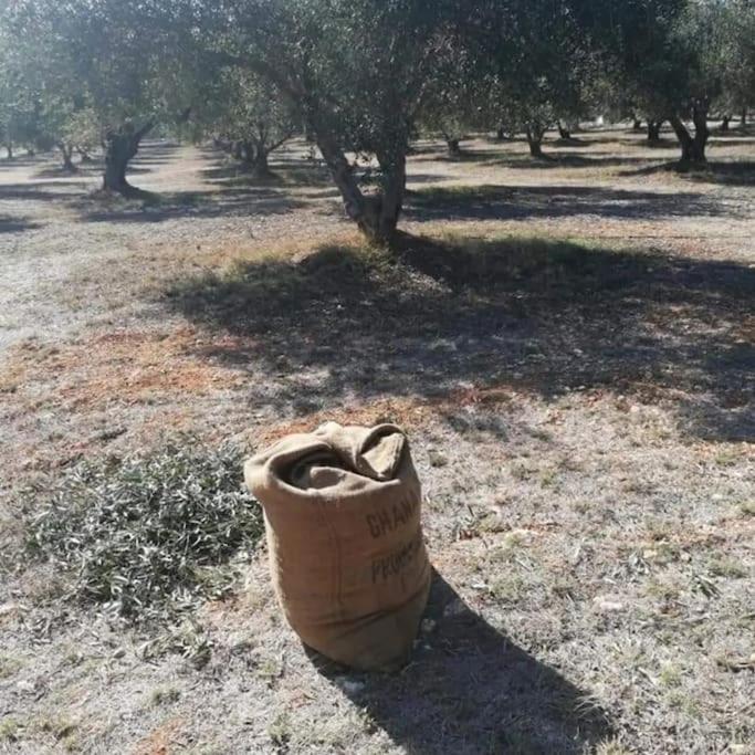 Olive Grove Cottage Skalani Knossós エクステリア 写真