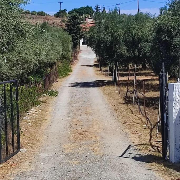 Olive Grove Cottage Skalani Knossós エクステリア 写真