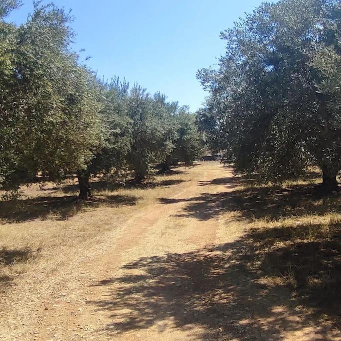 Olive Grove Cottage Skalani Knossós エクステリア 写真