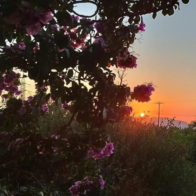Olive Grove Cottage Skalani Knossós エクステリア 写真