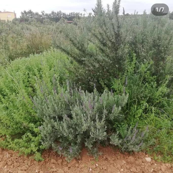 Olive Grove Cottage Skalani Knossós エクステリア 写真