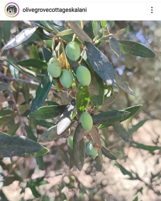 Olive Grove Cottage Skalani Knossós エクステリア 写真