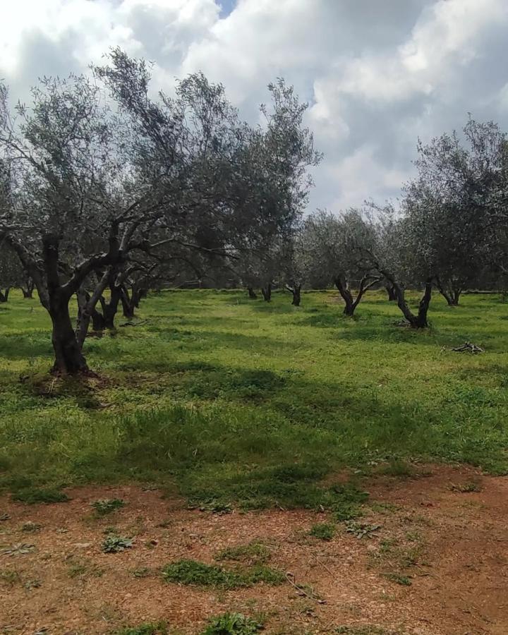 Olive Grove Cottage Skalani Knossós エクステリア 写真