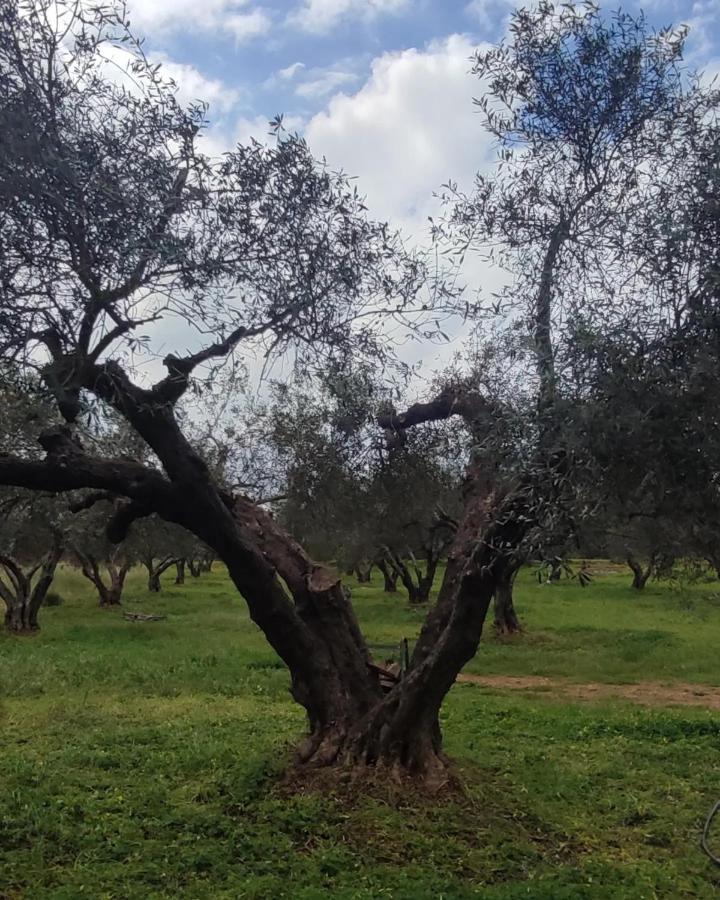 Olive Grove Cottage Skalani Knossós エクステリア 写真