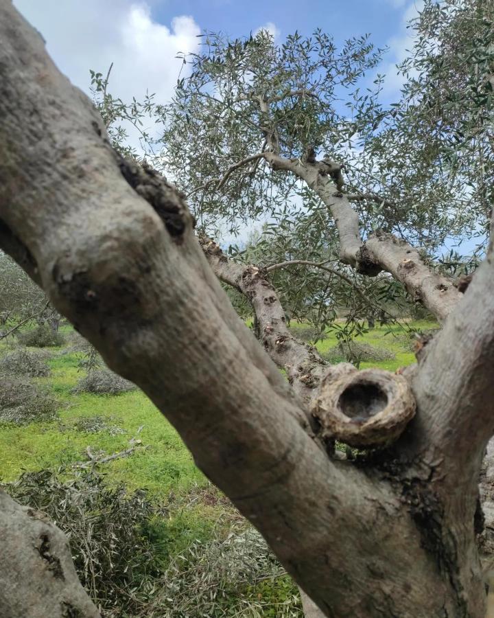 Olive Grove Cottage Skalani Knossós エクステリア 写真
